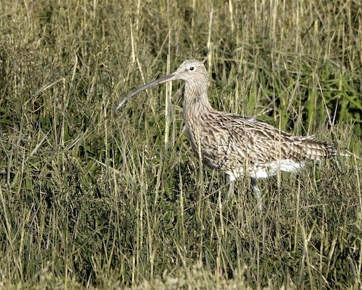 curlew